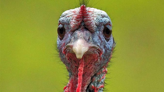 turkey